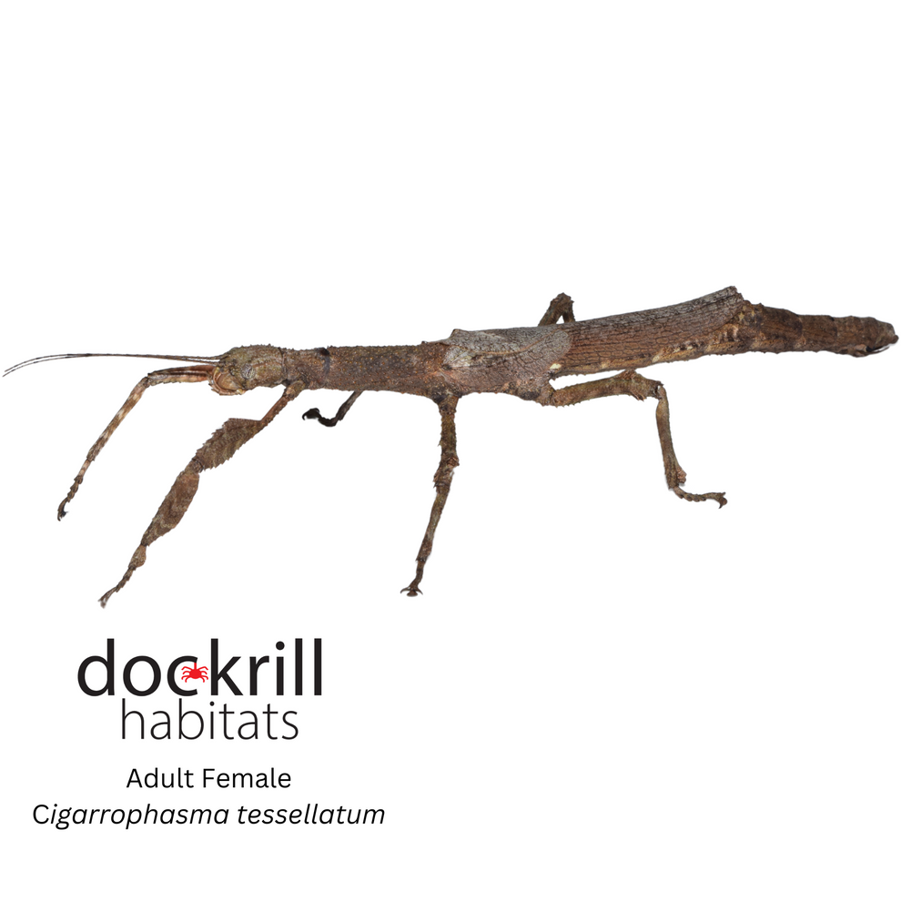 Cigar Stick insect (Cigarrophasma tessellatum) – Dockrill Habitats