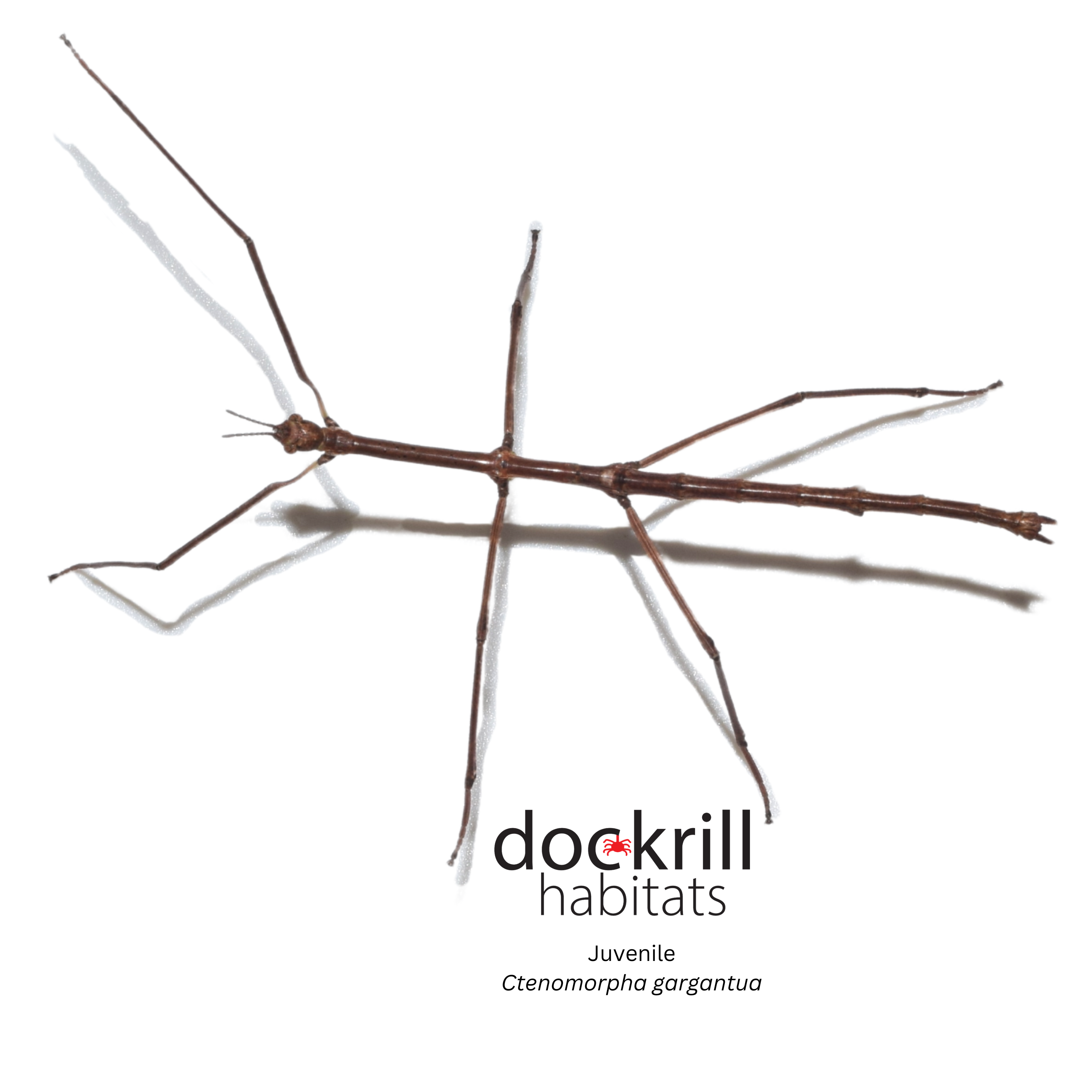 Gargantuan Stick-insect (Ctenomorpha gargantua) – Dockrill Habitats