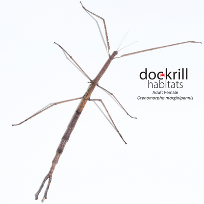 Margined-winged Stick-insect (Ctenomorpha marginipennis)