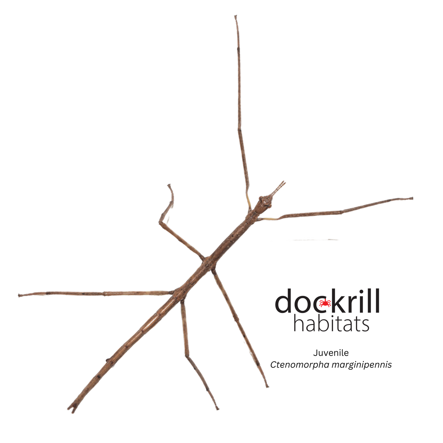 Margined-winged Stick-insect (Ctenomorpha marginipennis)