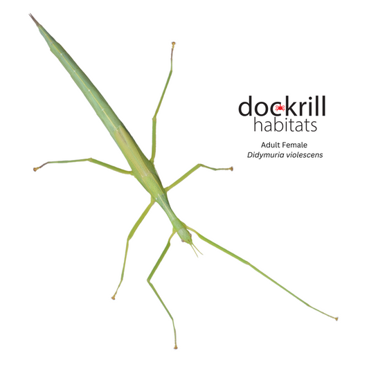 Spur Legged Stick Insect (Didymuria violescens)