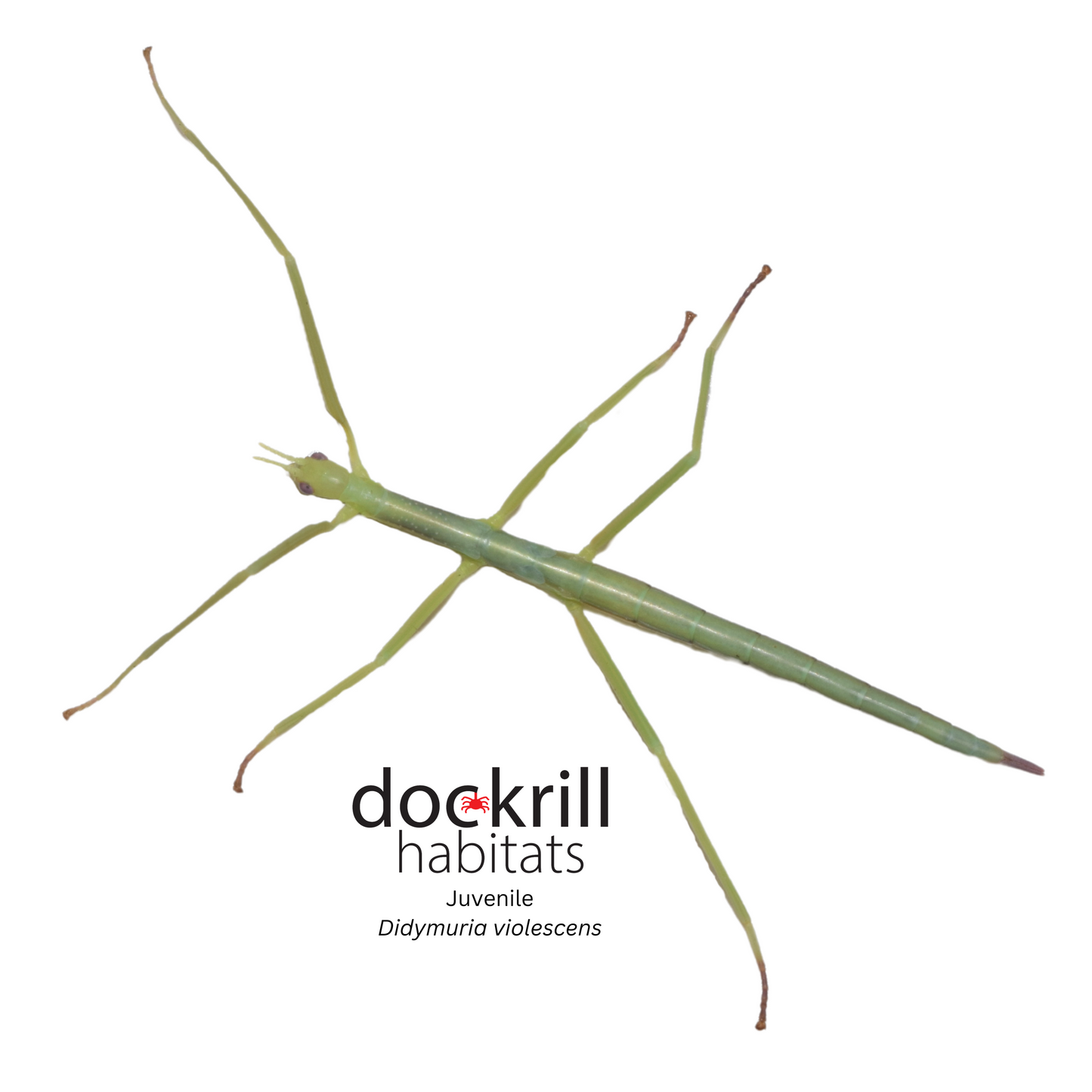 Spur Legged Stick Insect (Didymuria violescens)