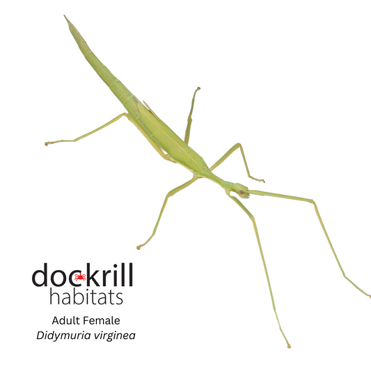 Cape York Stick insect (Didymuria virginea)