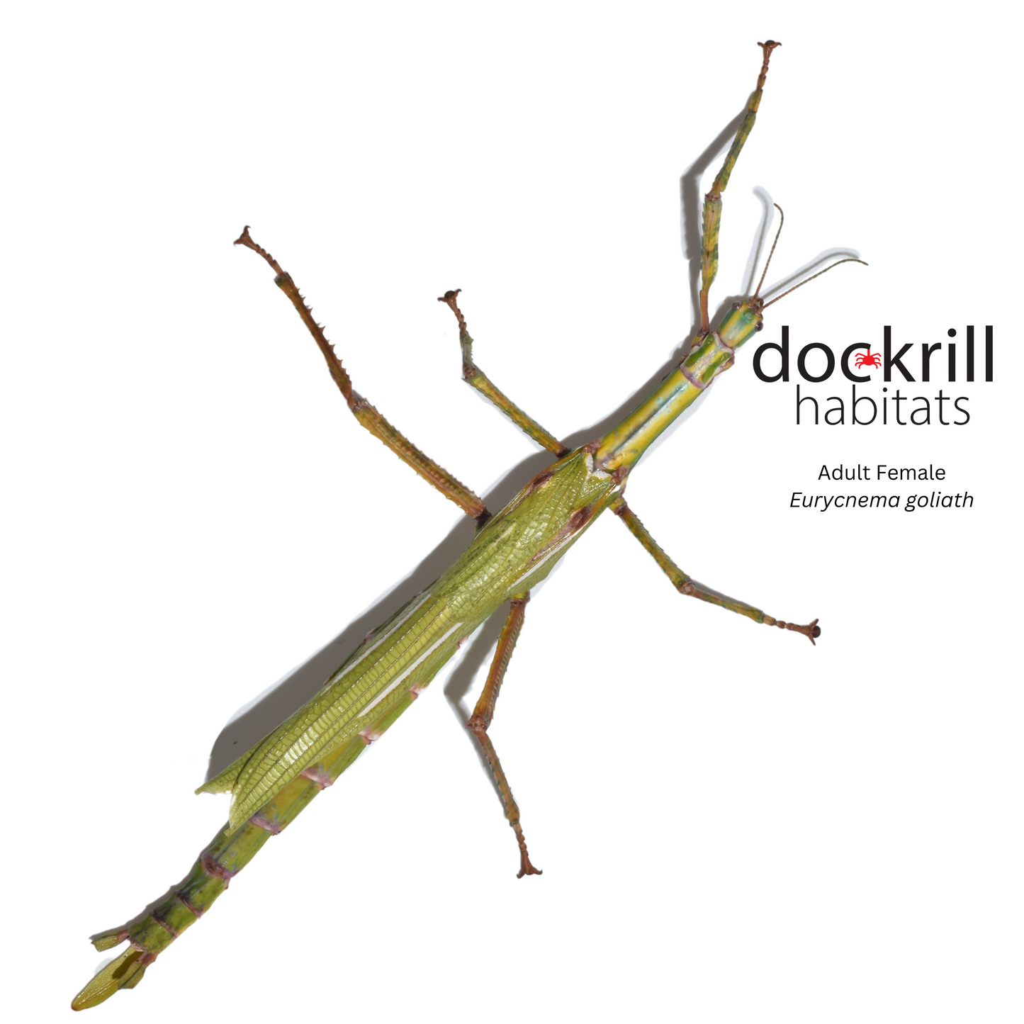 Goliath Stick Insect (Eurycnema goliath)