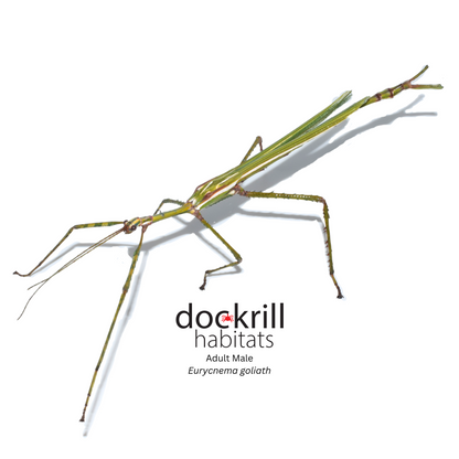 Goliath Stick Insect (Eurycnema goliath)