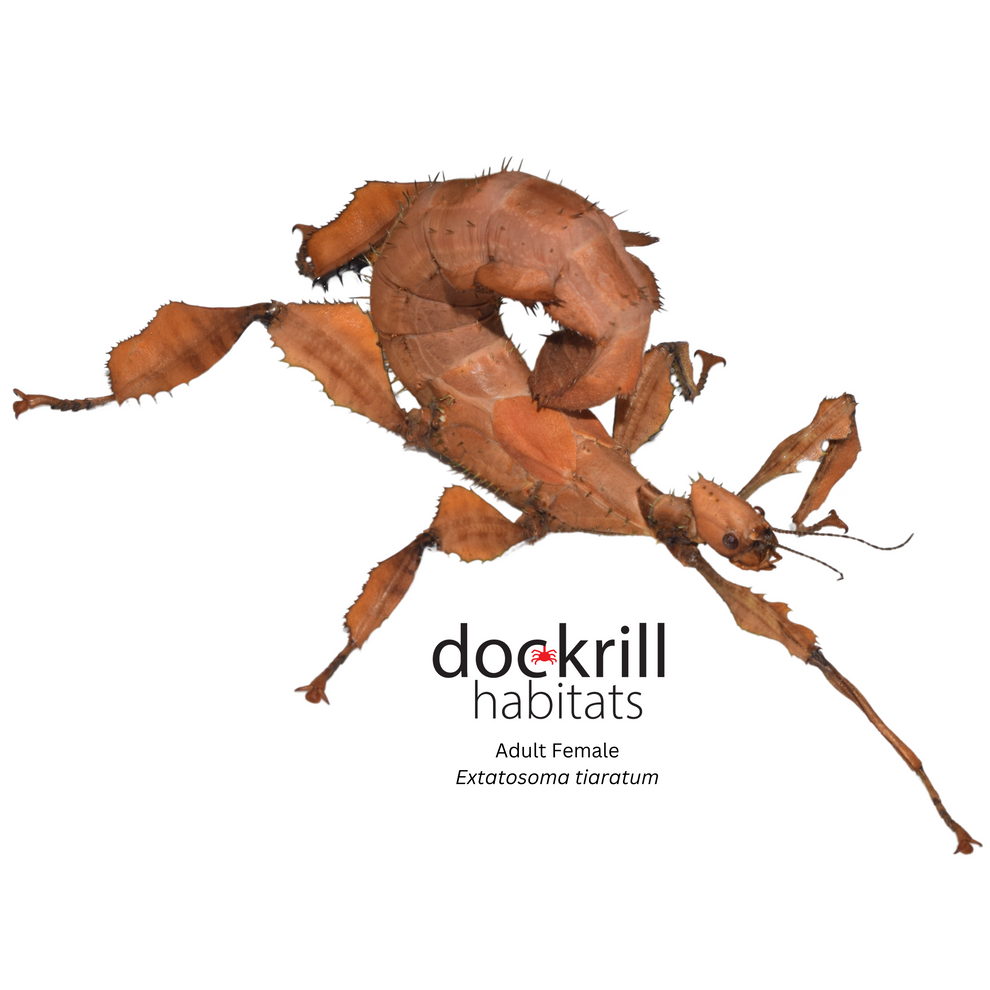 Insect. Shop Spiney Leaf Insect (Extatosoma tiaratum) – Dockrill Habitats