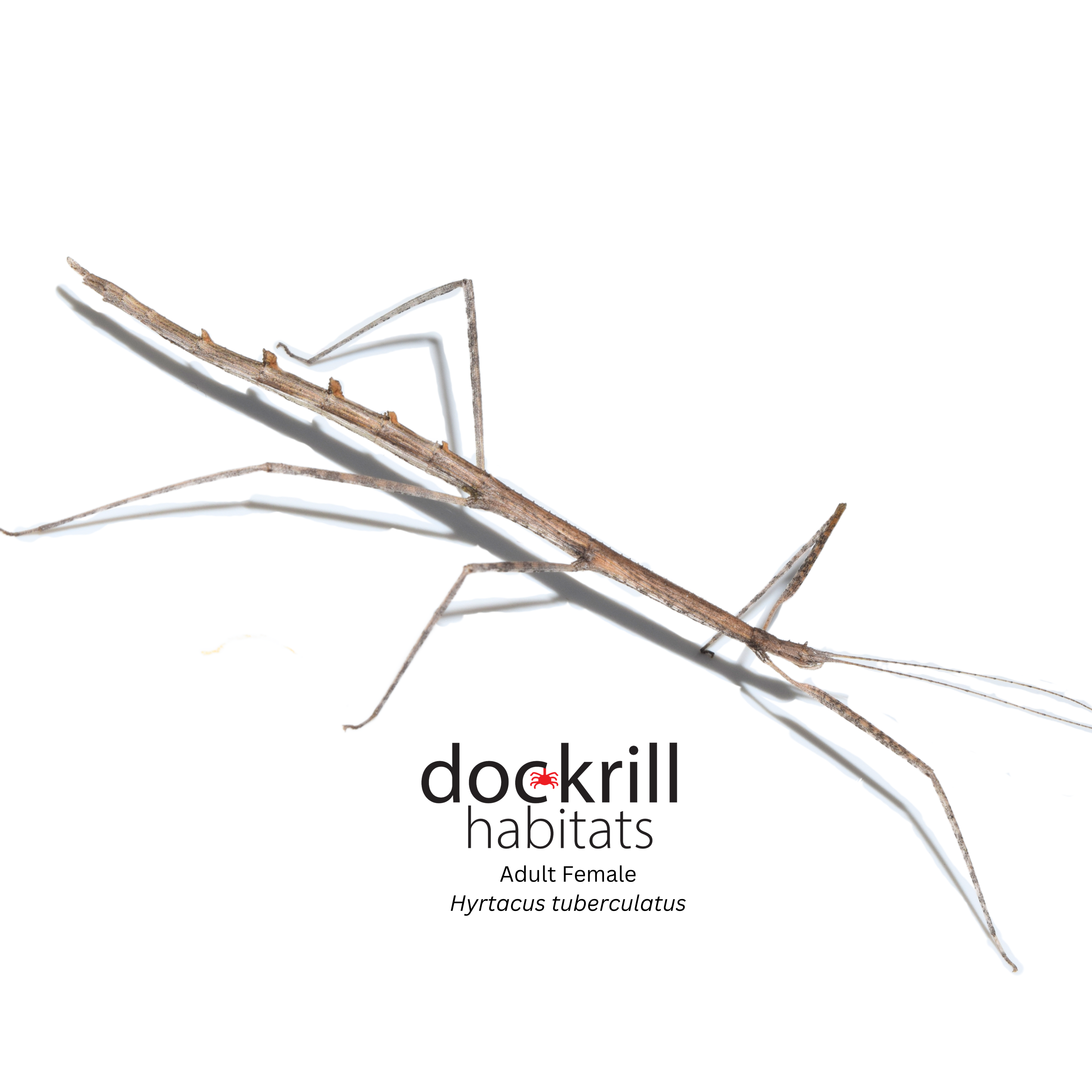Tuber Insect Dog-Eared Stick insect (Hyrtacus tuberculatus) – Dockrill Habitats