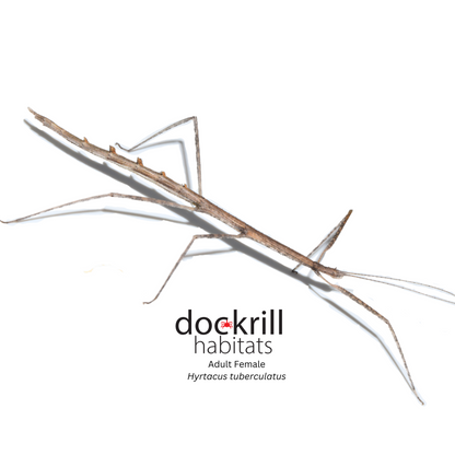 Dog-Eared Stick insect (Hyrtacus tuberculatus)