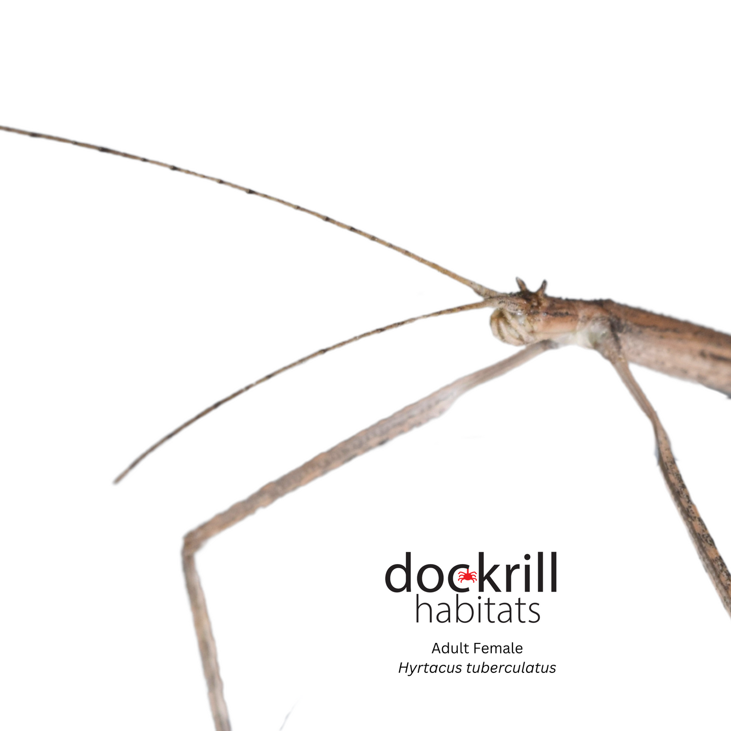 Dog-Eared Stick insect (Hyrtacus tuberculatus)