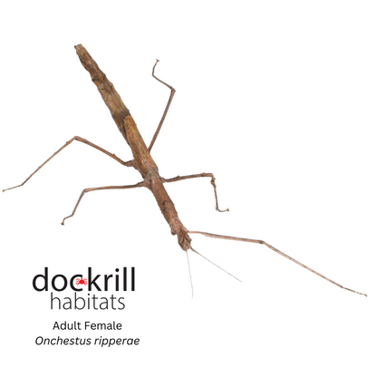 Ripper's Stick insect (Onchestus ripperae)