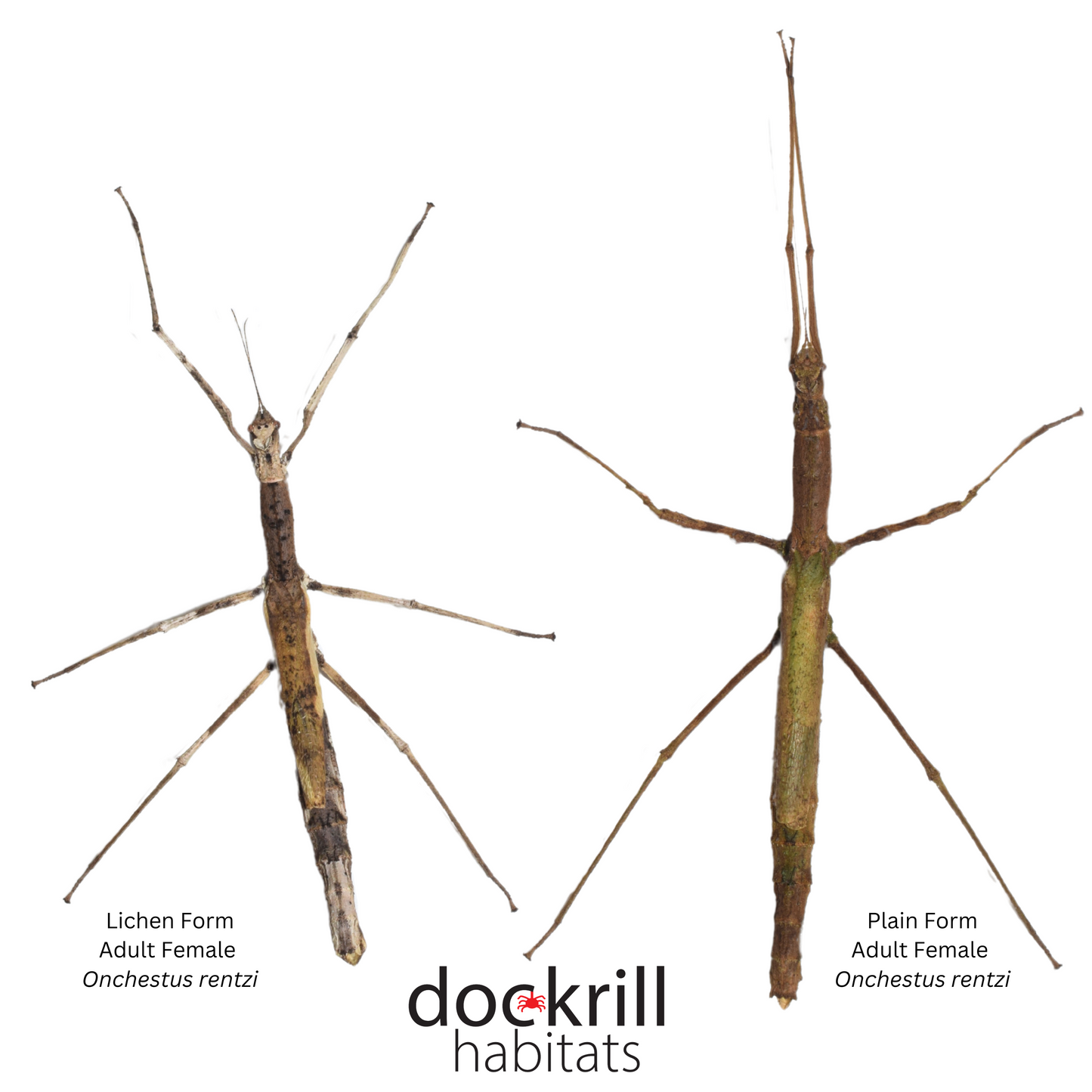 Crown Stick-insect (Onchestus rentzi)