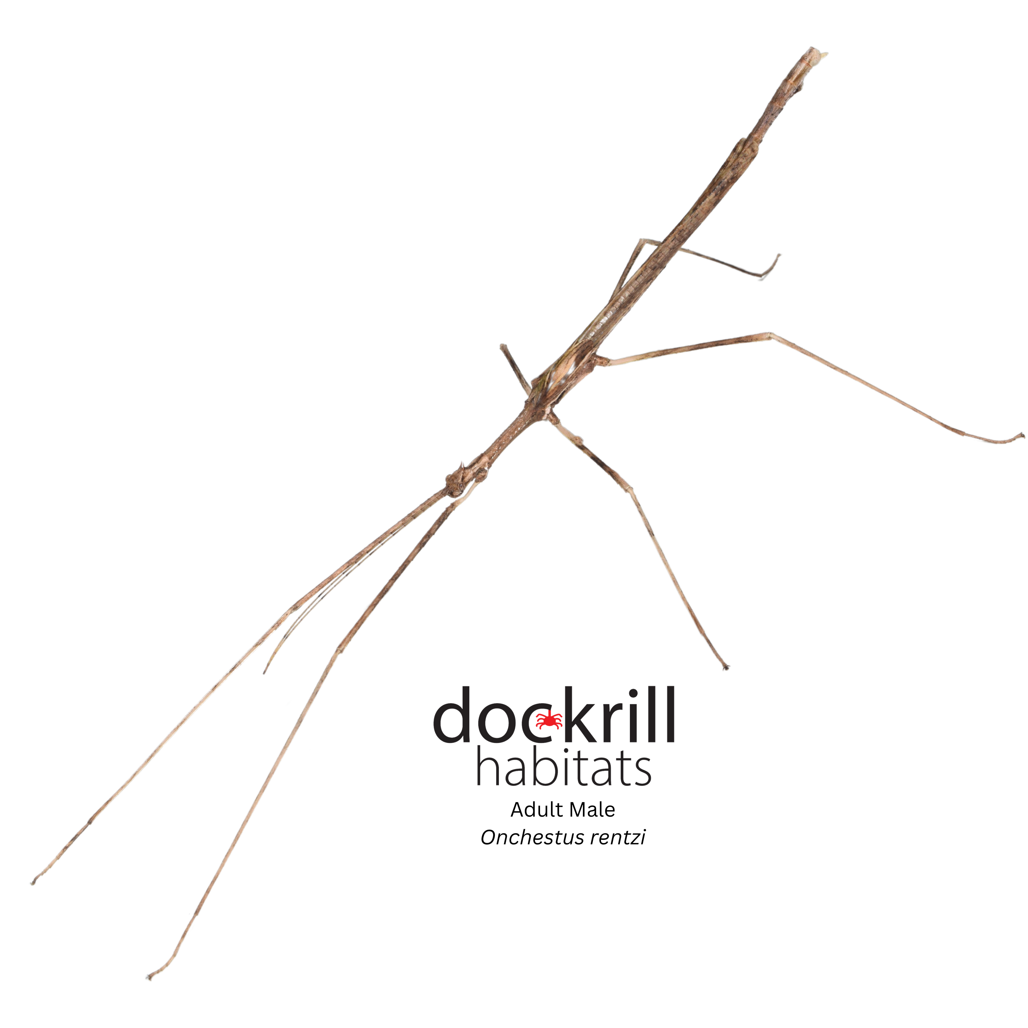 Live Invertebrates – Dockrill Habitats