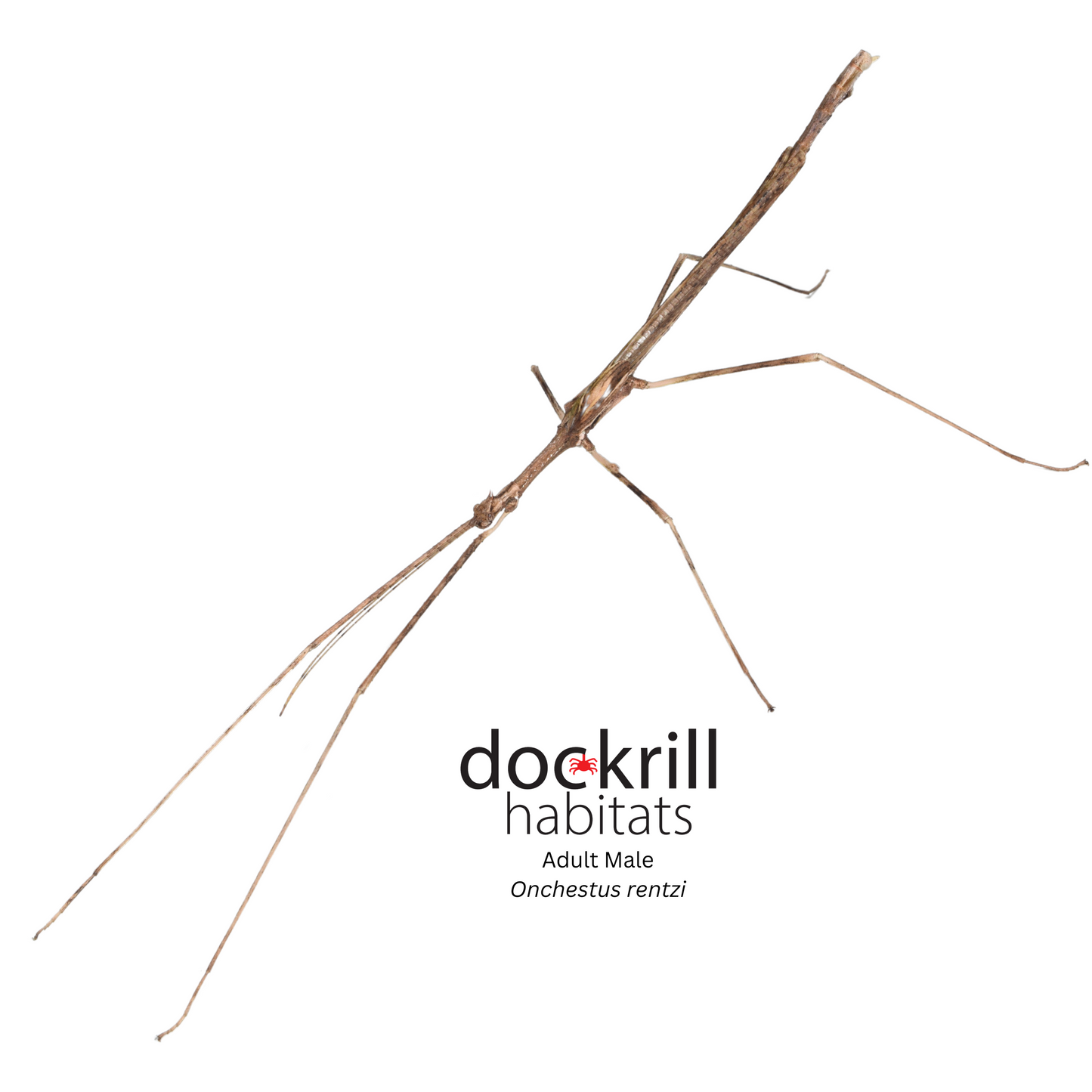 Crown Stick-insect (Onchestus rentzi)