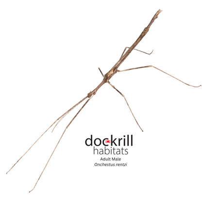 Crown Stick-insect (Onchestus rentzi)