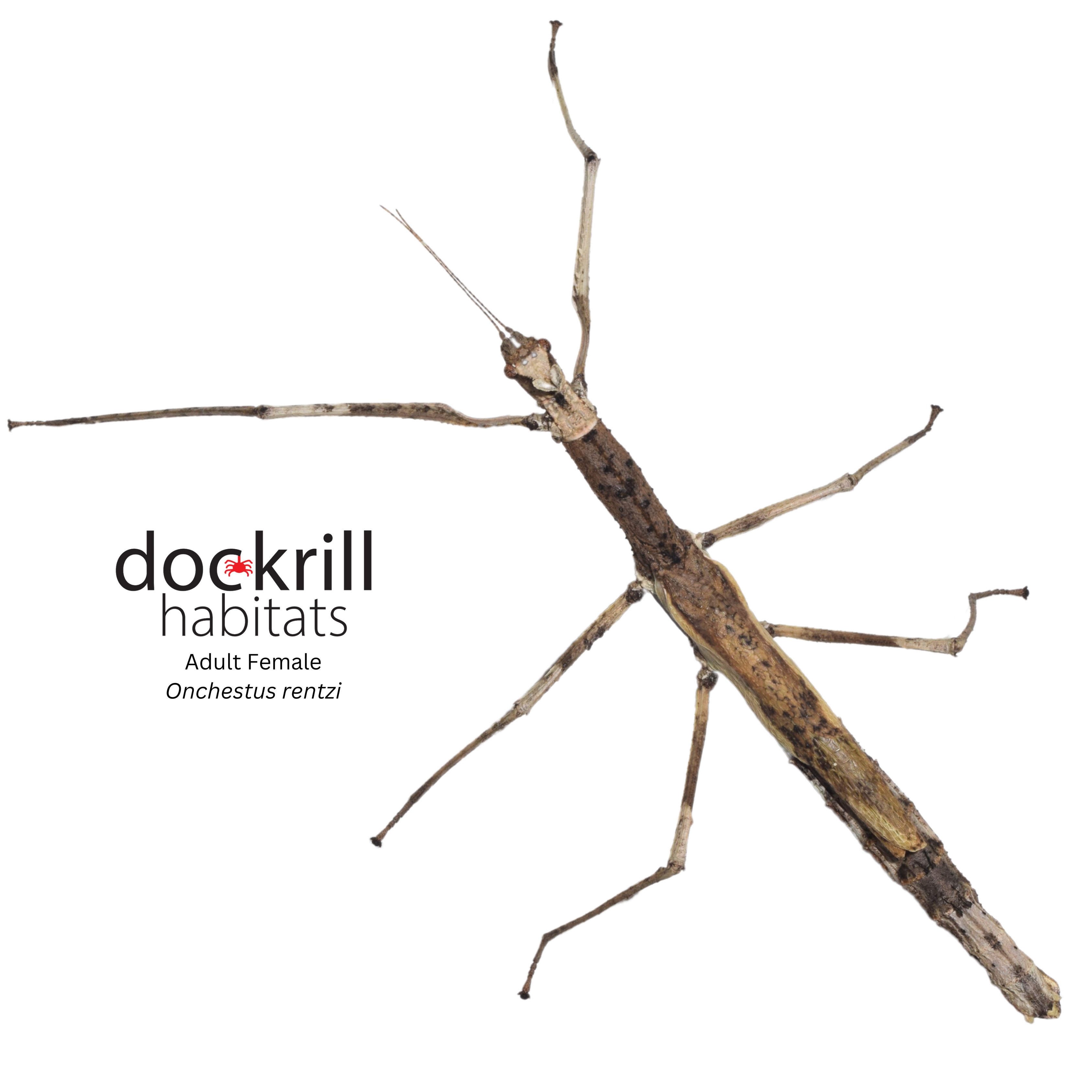Crown Stick-insect (Onchestus rentzi) – Dockrill Habitats