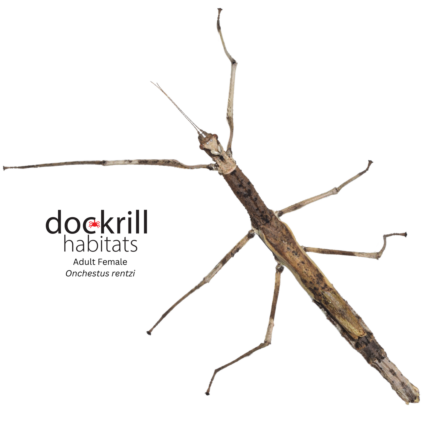 Crown Stick-insect (Onchestus rentzi)