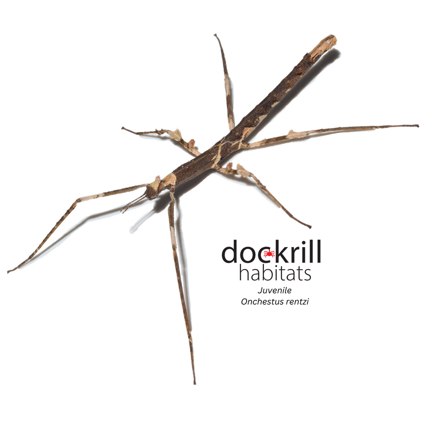 Crown Stick-insect (Onchestus rentzi) – Dockrill Habitats