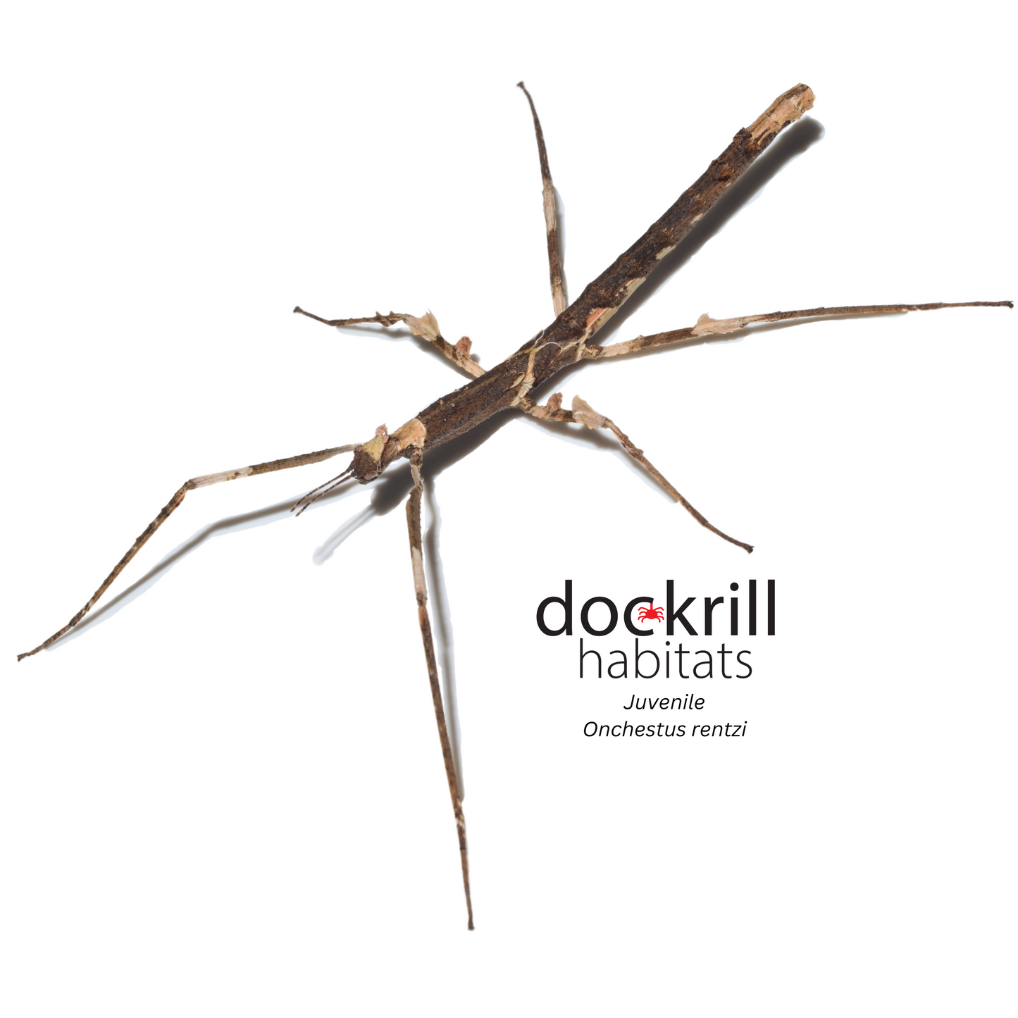 Crown Stick-insect (Onchestus rentzi)