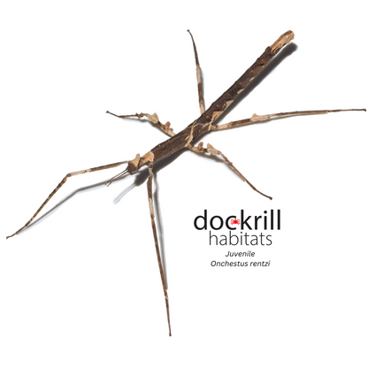 Crown Stick-insect (Onchestus rentzi)