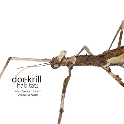 Crown Stick-insect (Onchestus rentzi)