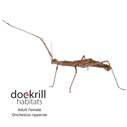 Ripper's Stick insect (Onchestus ripperae)
