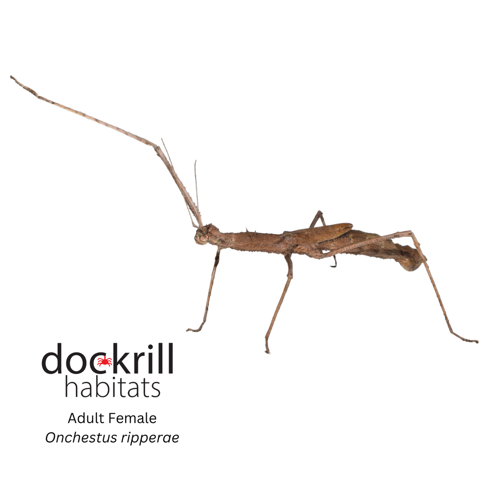 Ripper's Stick insect (Onchestus ripperae) – Dockrill Habitats