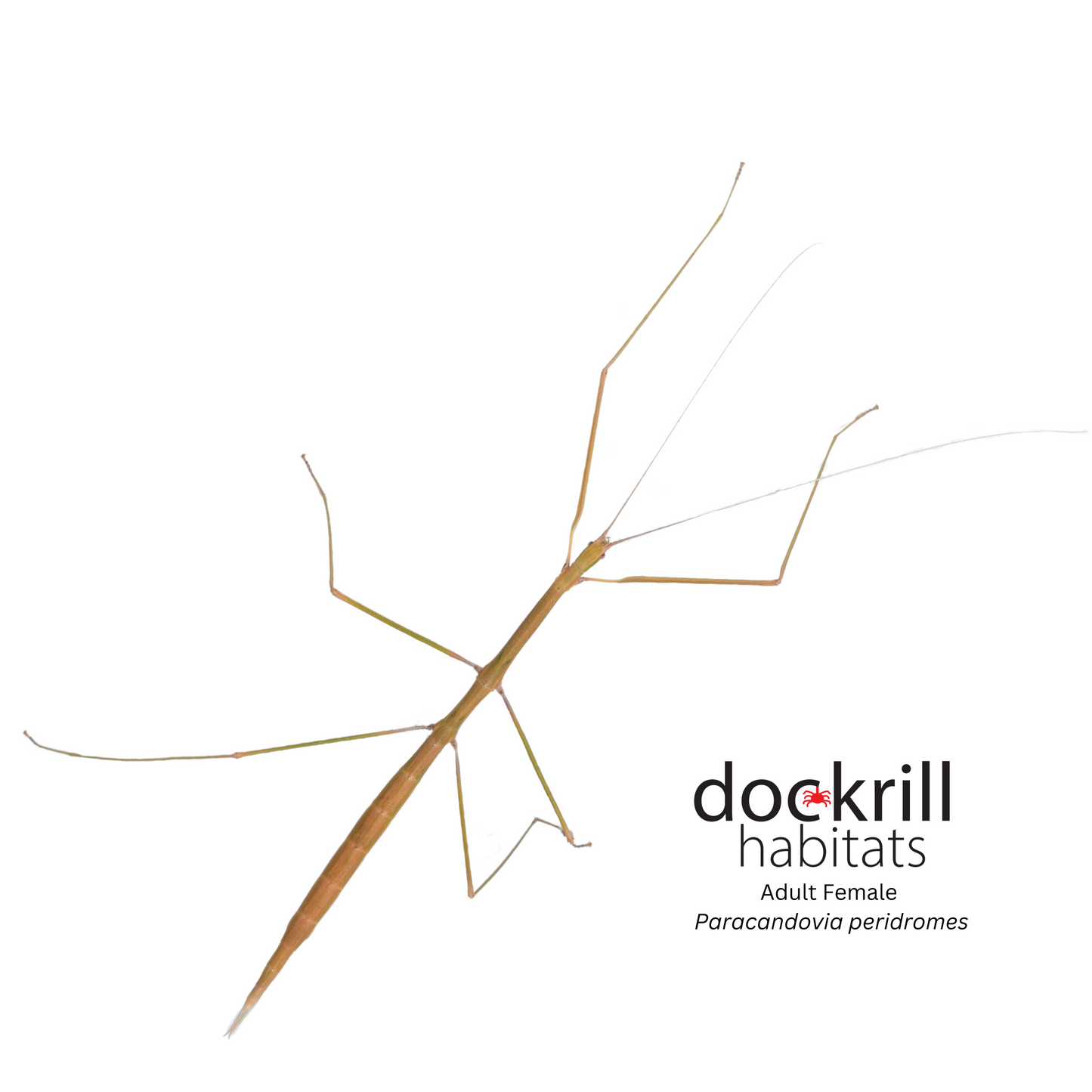 Sydney Stick-insect (Paracandovia peridromes)