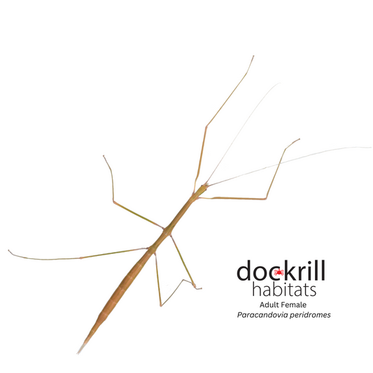 Sydney Stick-insect (Paracandovia peridromes)