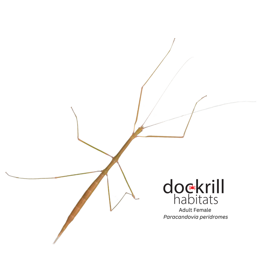 Sydney Stick-insect (Paracandovia peridromes) – Dockrill Habitats