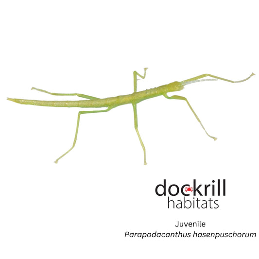 Hasenpusch's Stick insect (Parapodacanthus hasenpuschorum)