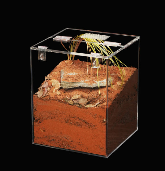 - The Burrow - Standard Enclosure 24cmx24cmx30cm