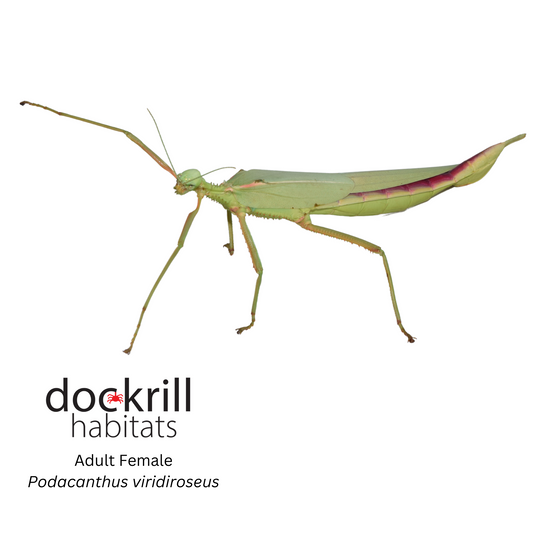 Red winged Stick insect (Podacanthus viridiroseus)