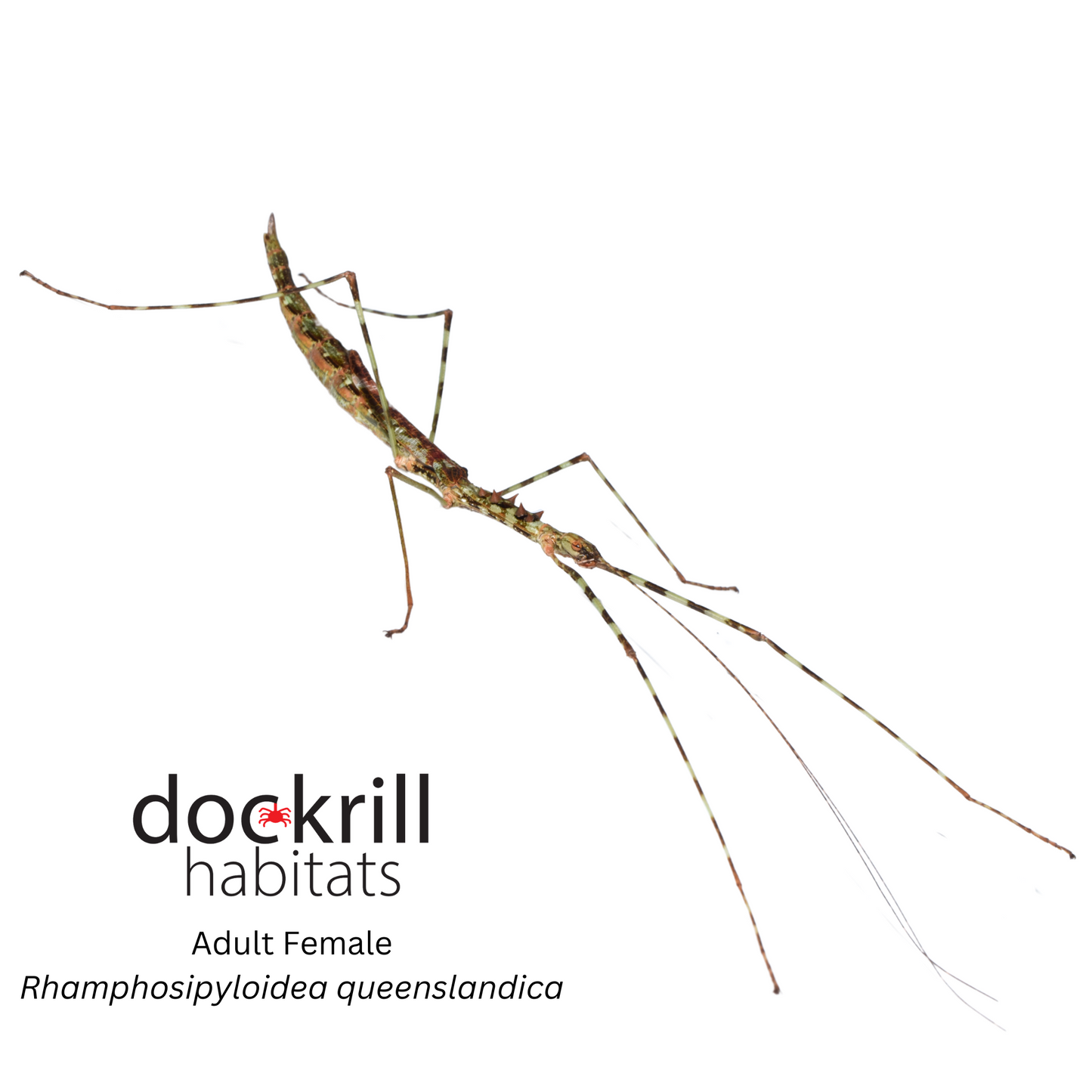 Beak-Abdomen Stick insect (Rhamphosipyloidea queenslandica)