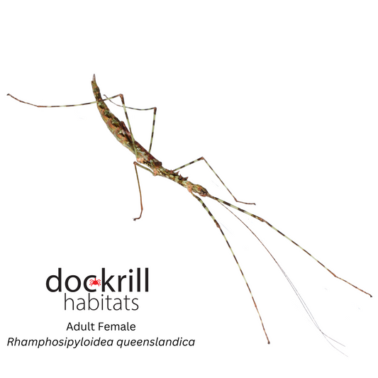 Beak-Abdomen Stick insect (Rhamphosipyloidea queenslandica)