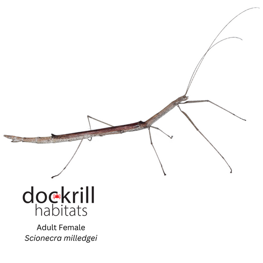 Milledge's Stick insect (Scionecra milledgei)