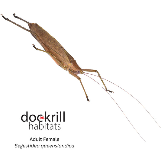 Palm Katydid (Segestidea queenslandica)