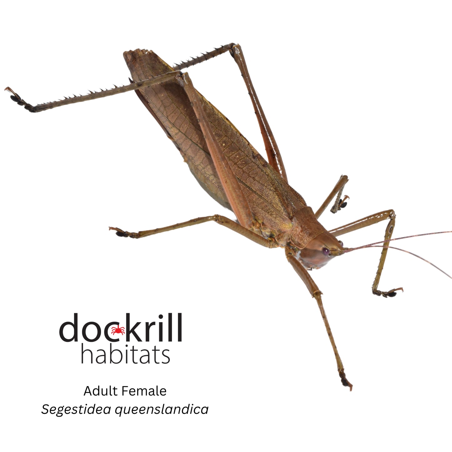 Palm Katydid (Segestidea queenslandica)