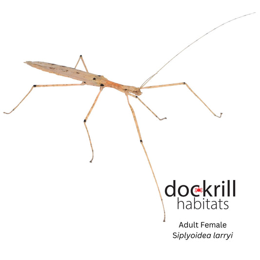 Hurricane Larry Stick insect (Sipyloidea larryi)