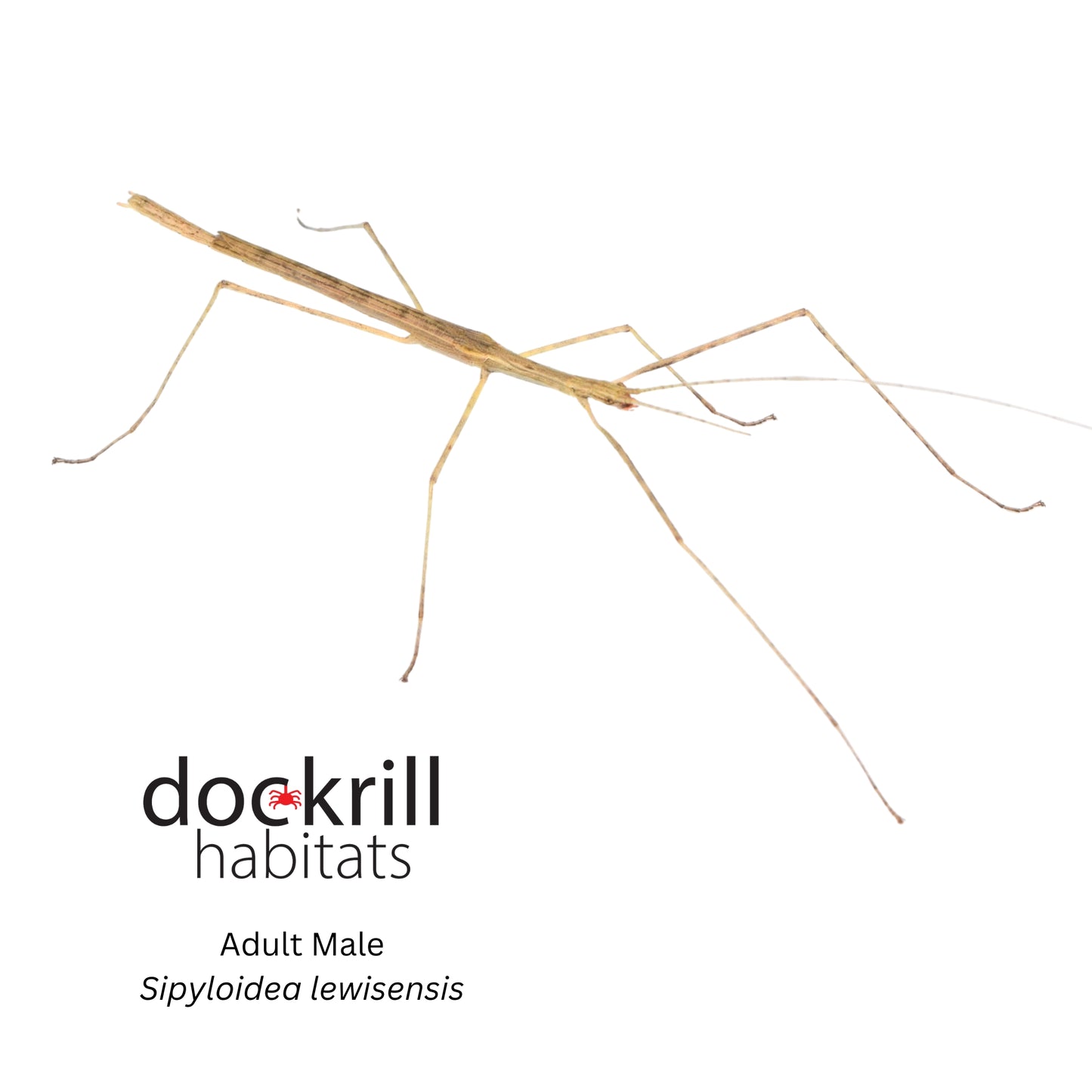 Mt Lewis Stick insect (Sipyloidea lewisensis)