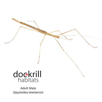 Mt Lewis Stick insect (Sipyloidea lewisensis)