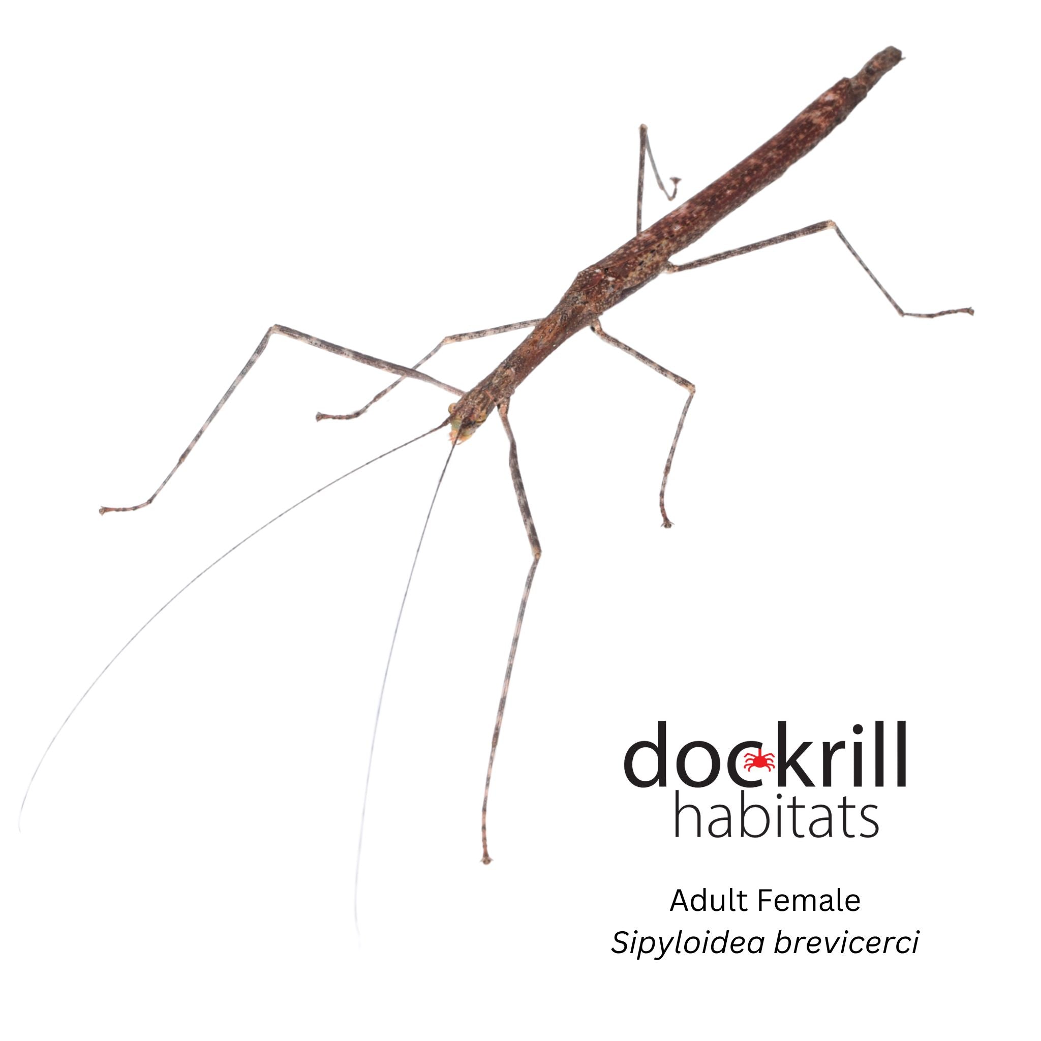 Short cerci Stick insect (Sipyloidea brevicerci) – Dockrill Habitats
