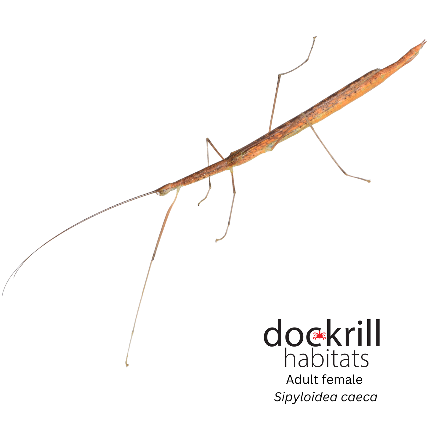 Delicate Stick insect (Sipyloidea caeca)