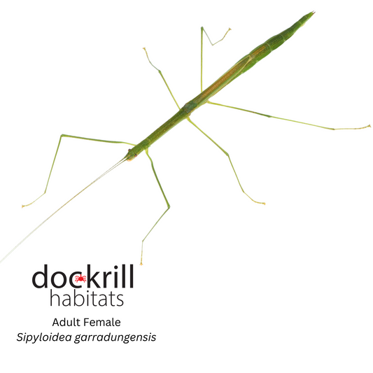 Garradunga Stick insect (Sipyloidea garradungensis)