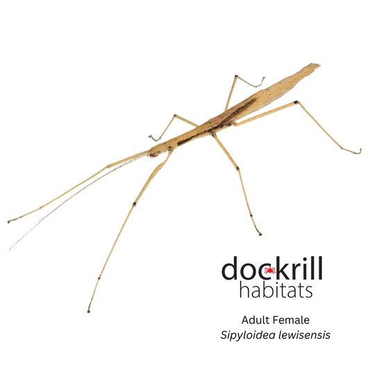 Mt Lewis Stick insect (Sipyloidea lewisensis)