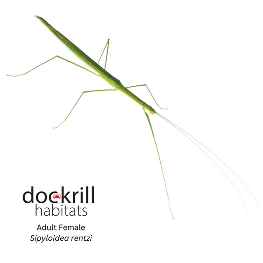 Rentz's Stick insect (Sipyloidea rentzi)