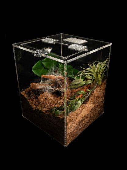 - The Burrow - Standard Enclosure 24cmx24cmx30cm