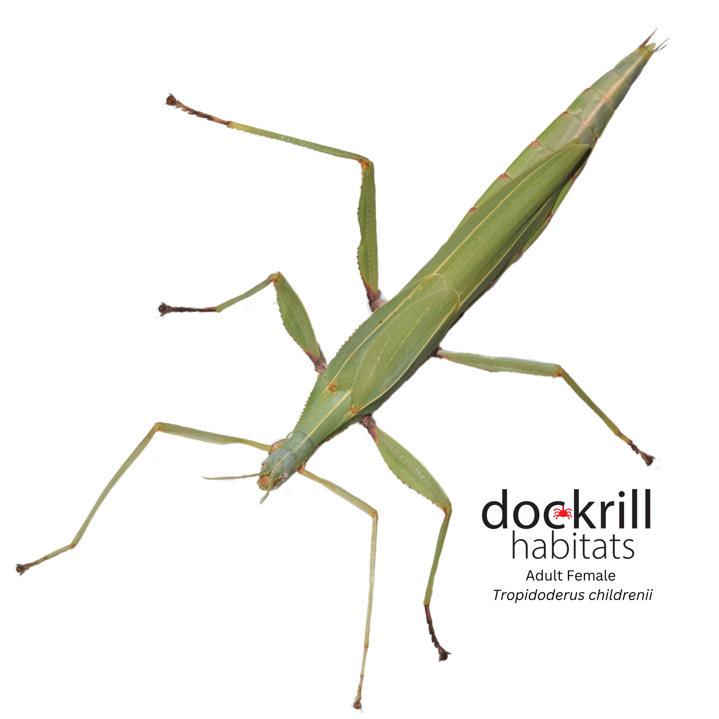 Children’s Stick-insect (Tropidoderus childrenii)