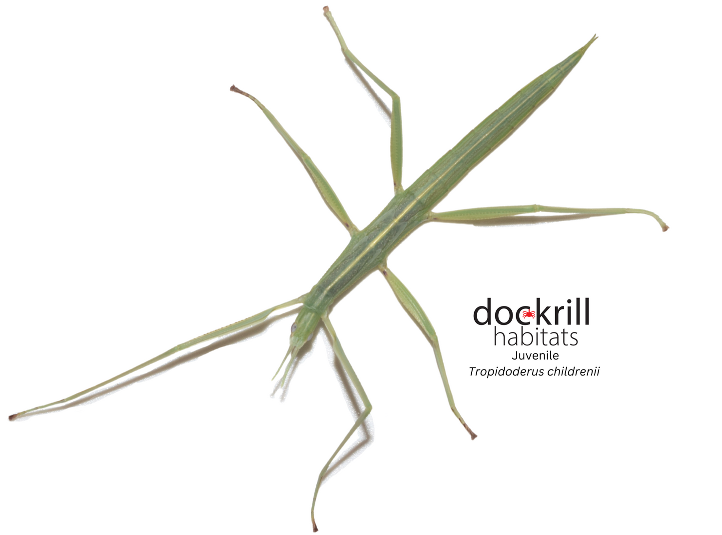 Children’s Stick-insect (Tropidoderus childrenii)