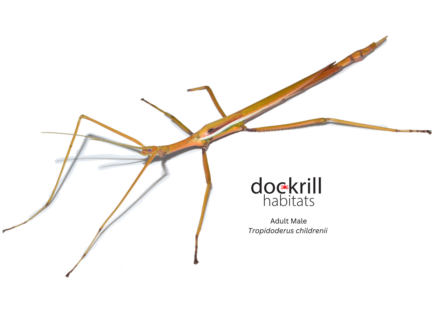 Children’s Stick-insect (Tropidoderus childrenii)