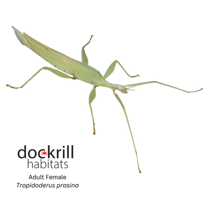Green Stick insect (Tropidoderus prasina)